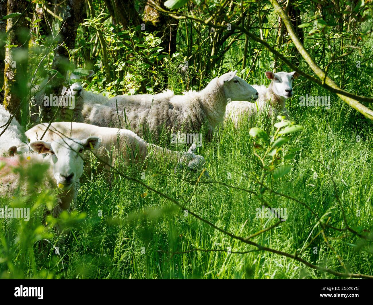 Pecora che pascolano erba lunga in bosco, Cornovaglia, Regno Unito Foto Stock