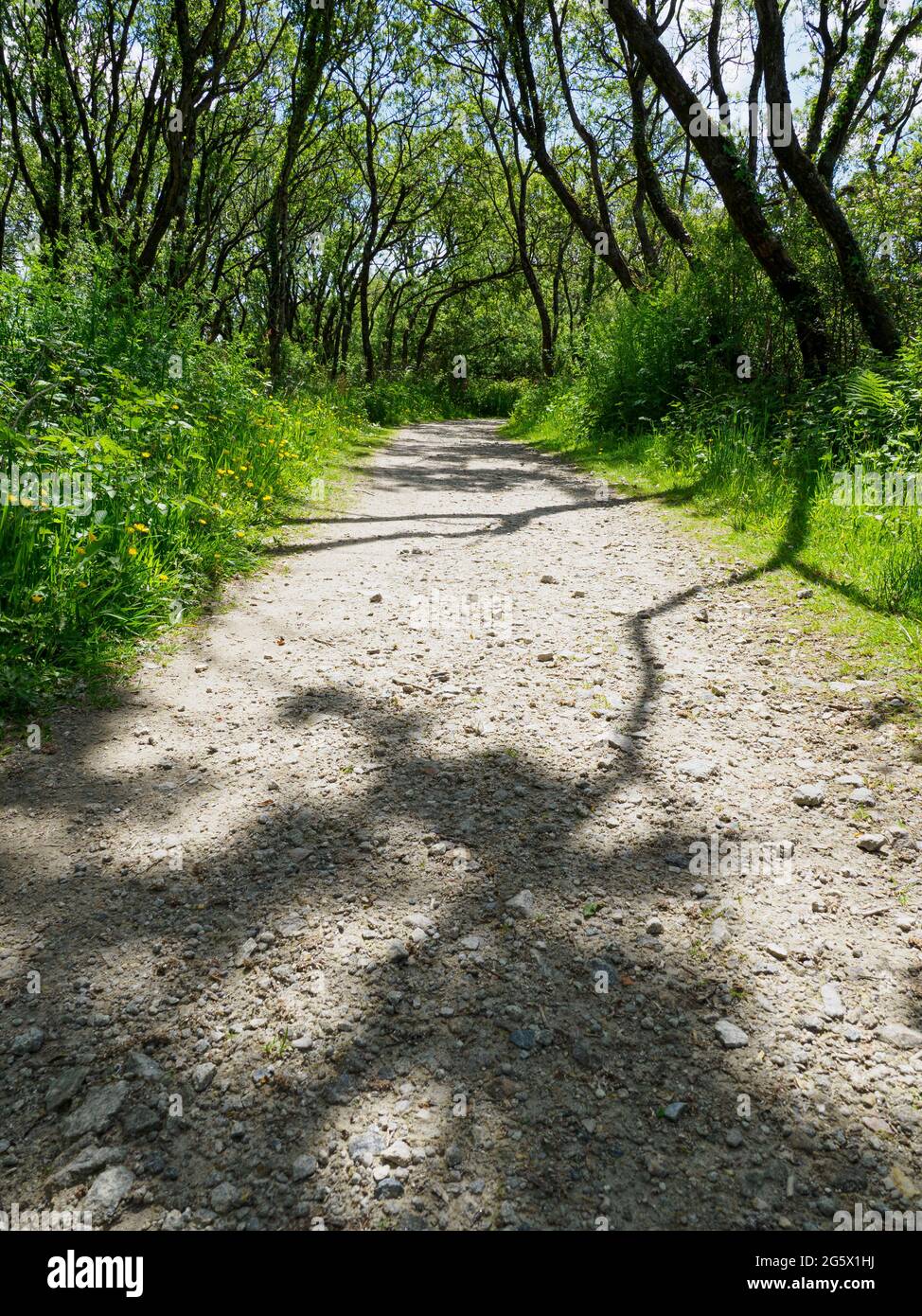 D'estate, Devon, Regno Unito Foto Stock