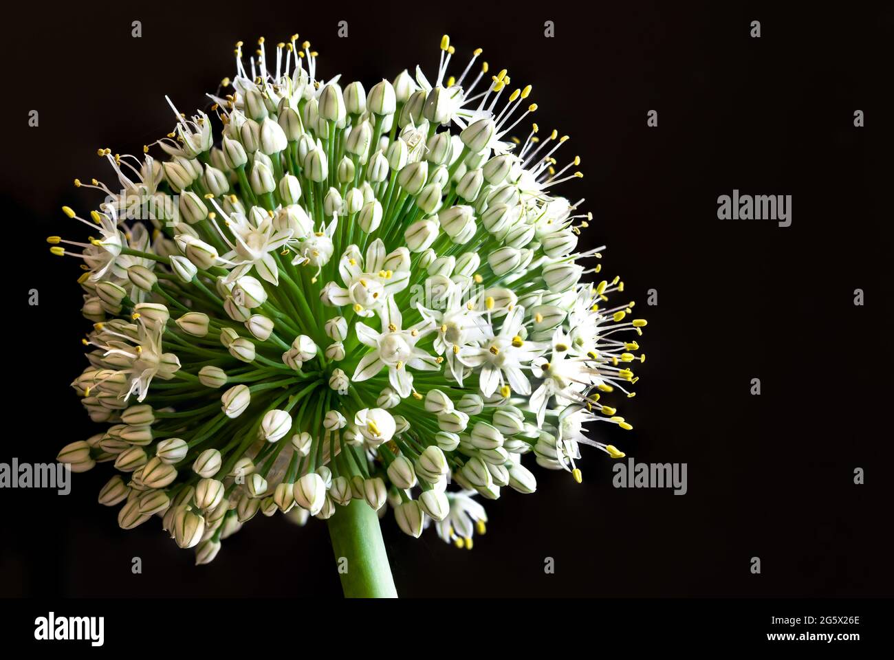 Fiore di cipolla su sfondo nero, primo piano foto della coltivazione di verdure di cipolla Foto Stock