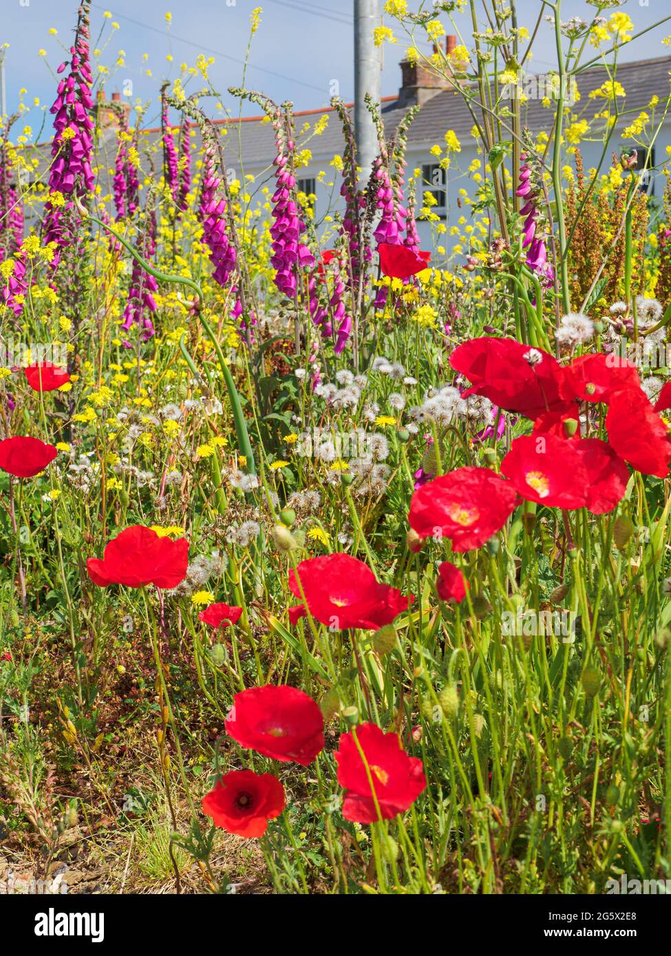 Fiori selvatici che crescono in una strada residenziale, Bude, Cornovaglia, Regno Unito Foto Stock