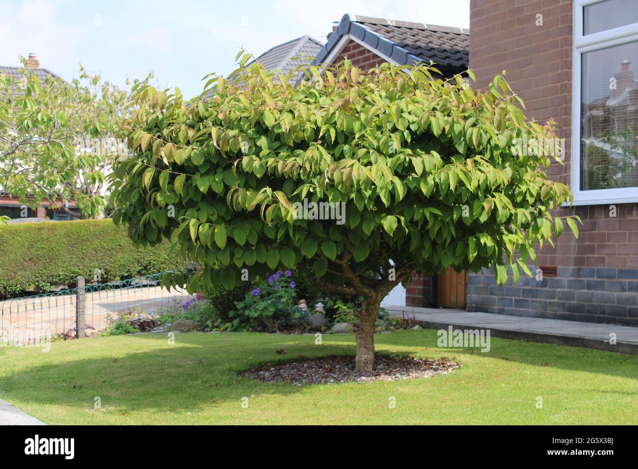 Cornus controversa conosciuto anche come un albero di torta di nozze in un giardino anteriore, rifinito ad una forma ovale, non in fiore Foto Stock