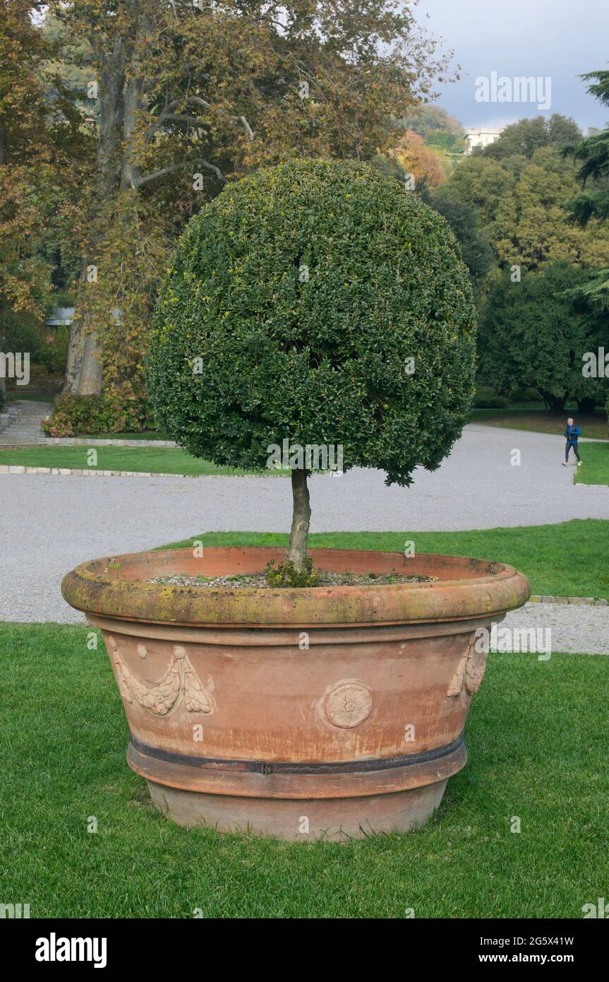 una pianta di bosso piegata in un parco Foto Stock