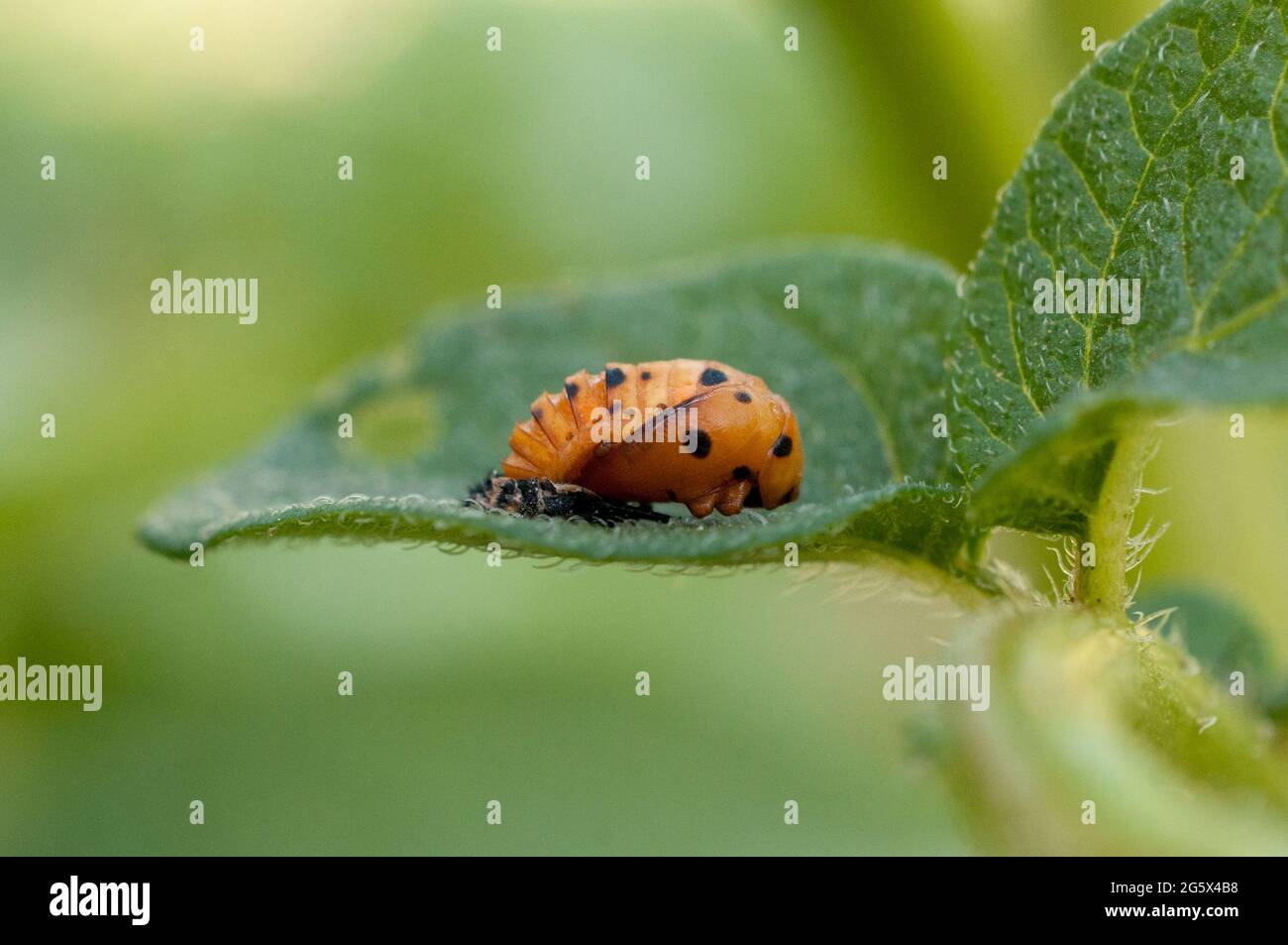 Pupa di ladybug sulla foglia di una pianta di patata Foto Stock