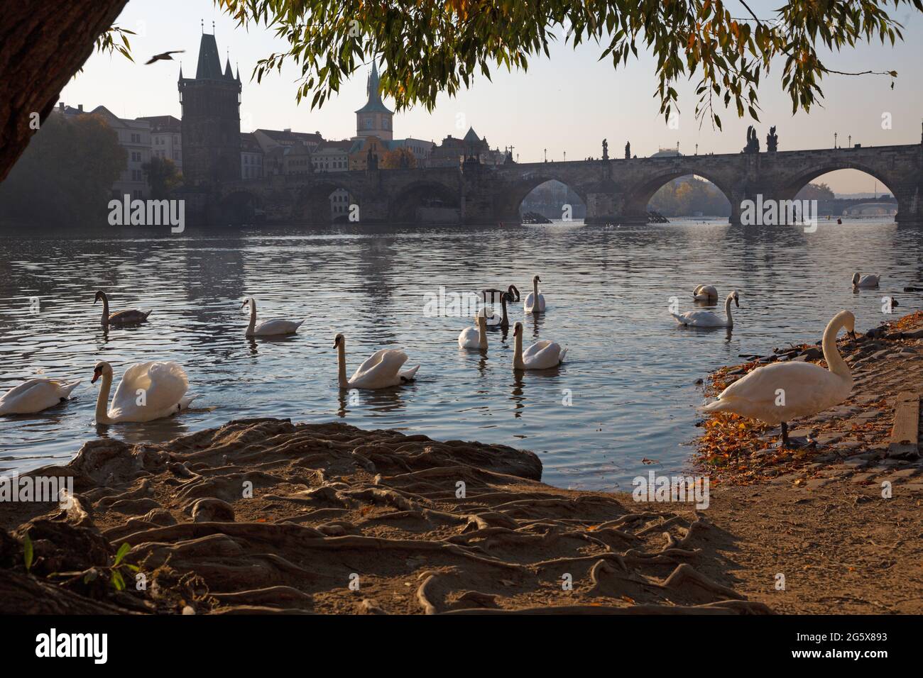 Praga - il ponte Charles e il cigni sul fiume Moldava. Foto Stock