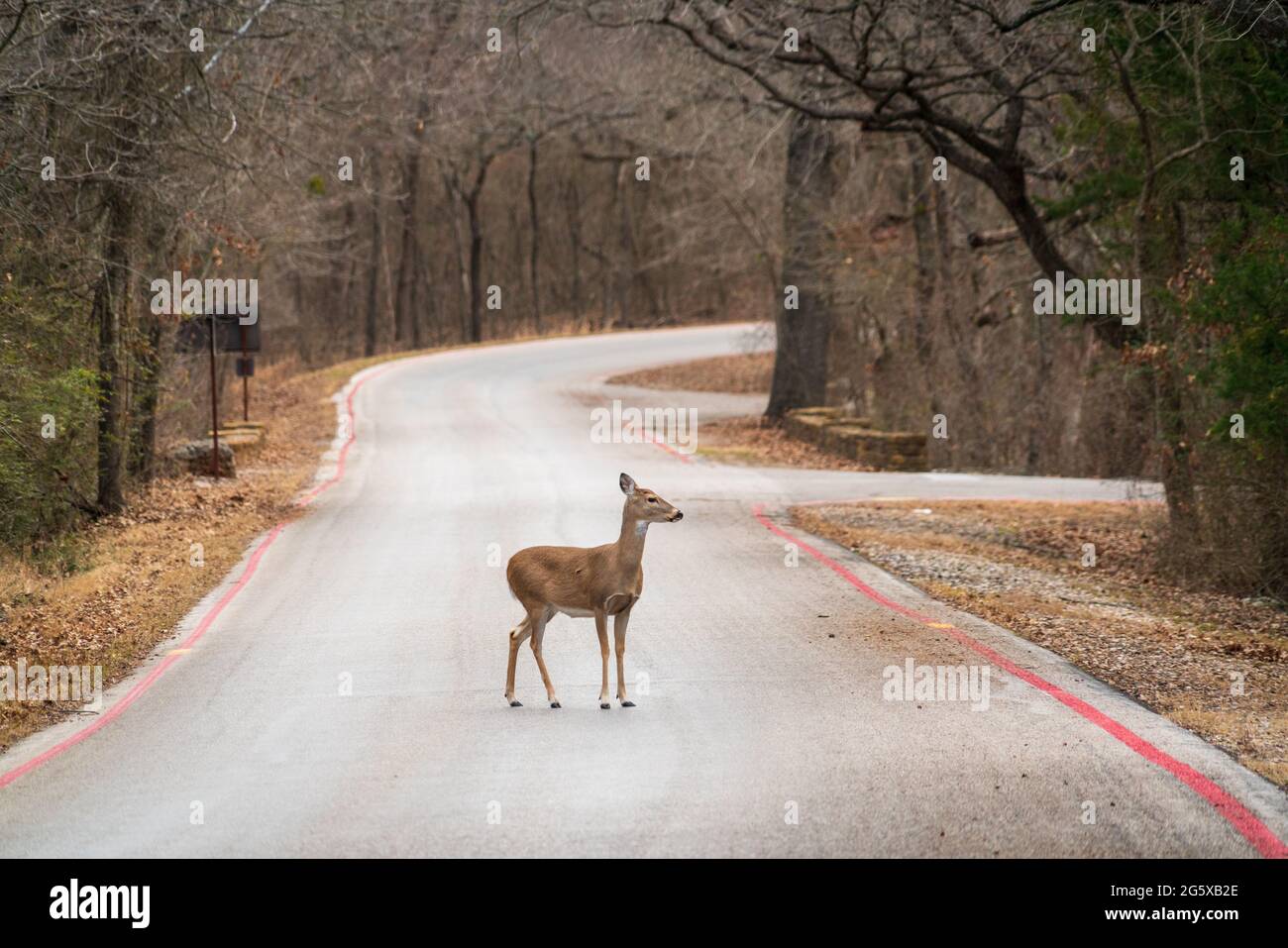 Young Doe presso la Chickasaw National Recreation Area, Oklahoma Foto Stock