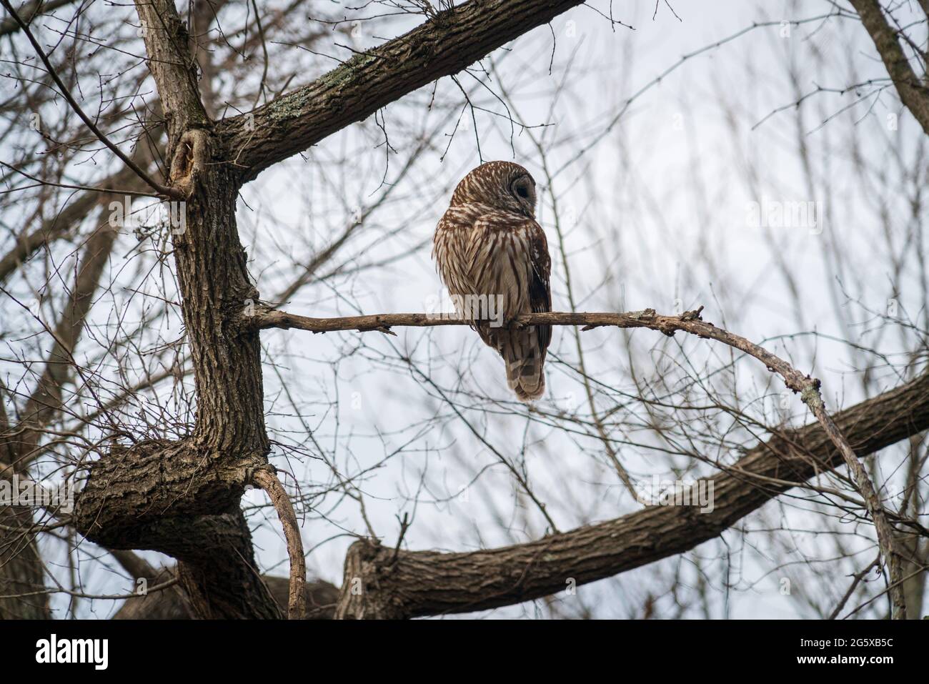 E Owl presso la Chickasaw National Recreation Area, Oklahoma Foto Stock