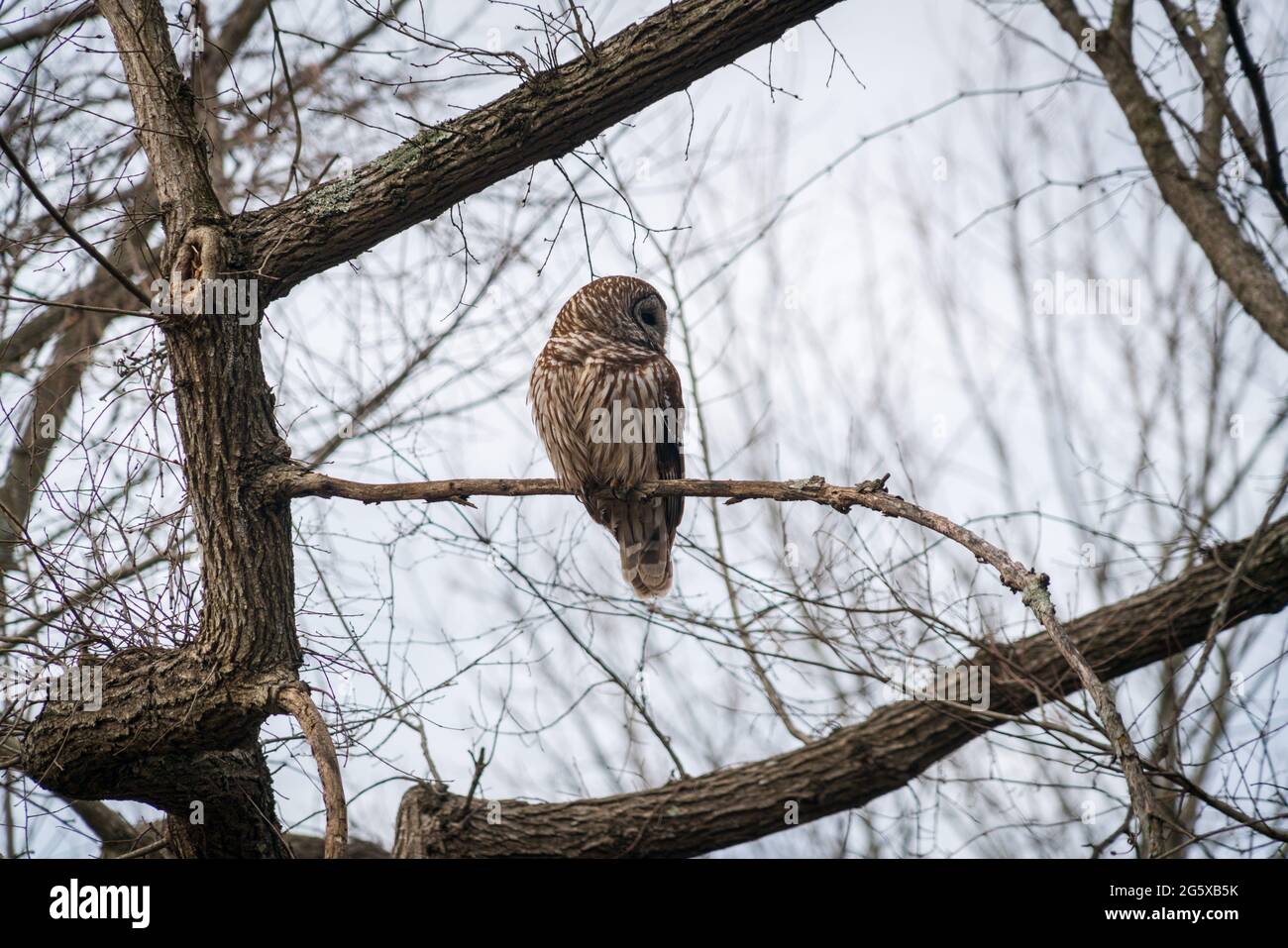 E Owl presso la Chickasaw National Recreation Area, Oklahoma Foto Stock