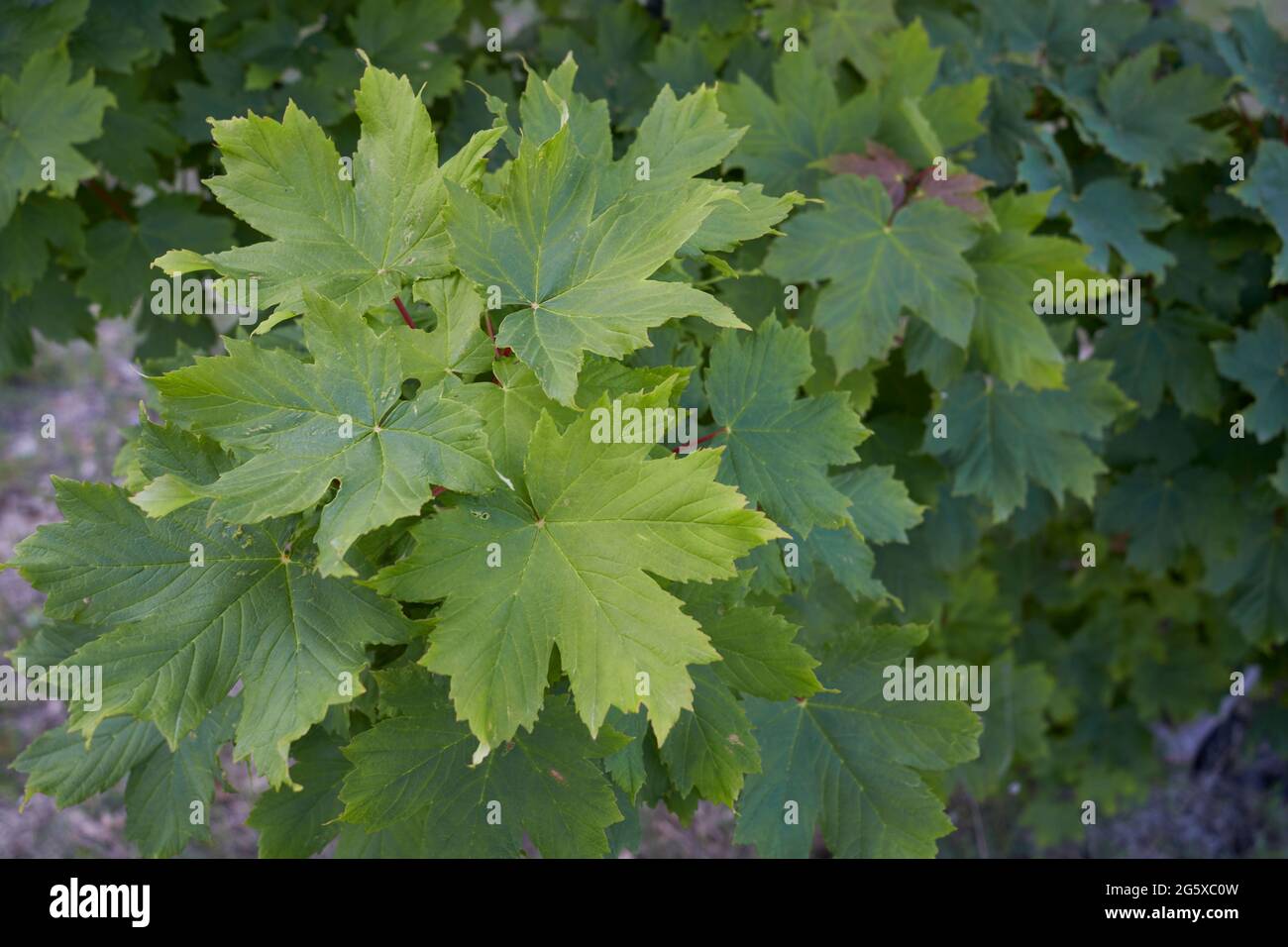 Foglie fresche e frutto di Acer pseudoplatano Foto Stock