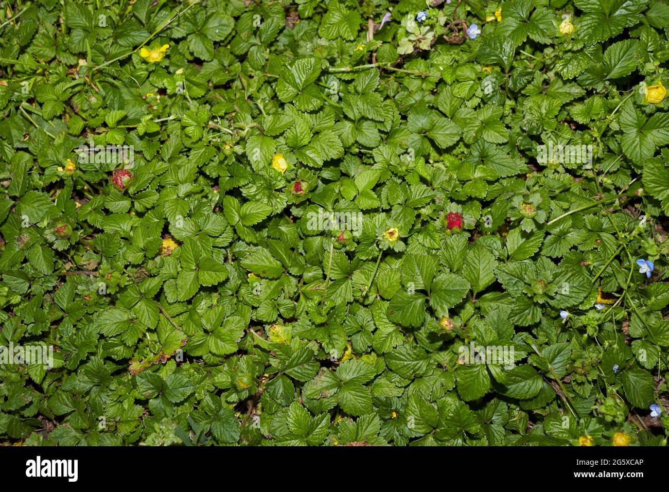 Duchesnea indica foglie testurizzate Foto Stock