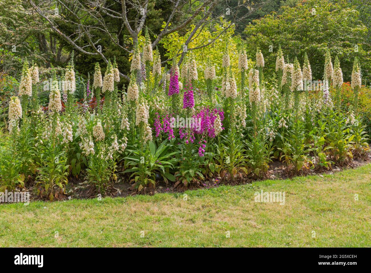 Letto di fiori riempito con purea digitale, aggiungendo colore e volume al letto di fiori con la loro alta guglia come fiori Foto Stock