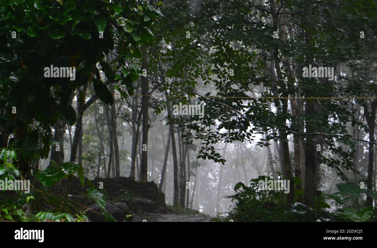 Dopo la pioggia nevica tra gli alberi - Kerala , Athikayam Foto Stock