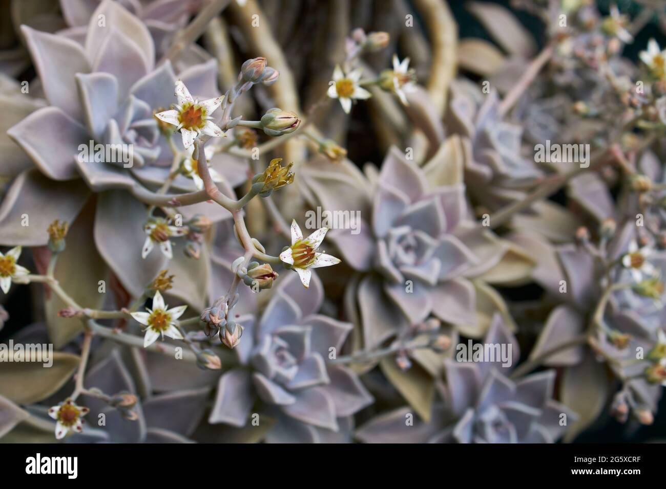 Graptopetalum paraguayense in fiore Foto Stock