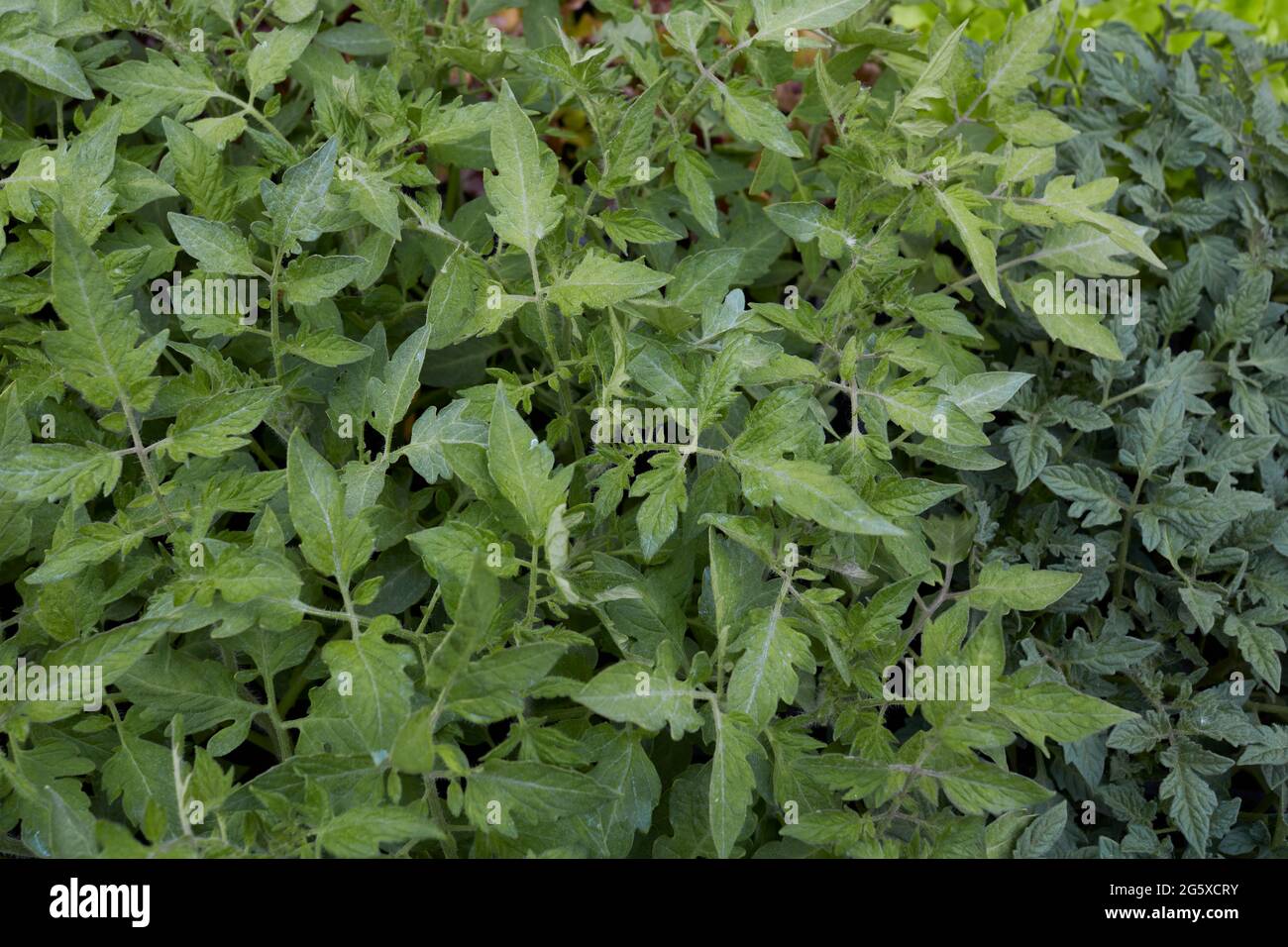 Piante fresche di Licopersicon esculentum pronte per essere pianta Foto Stock