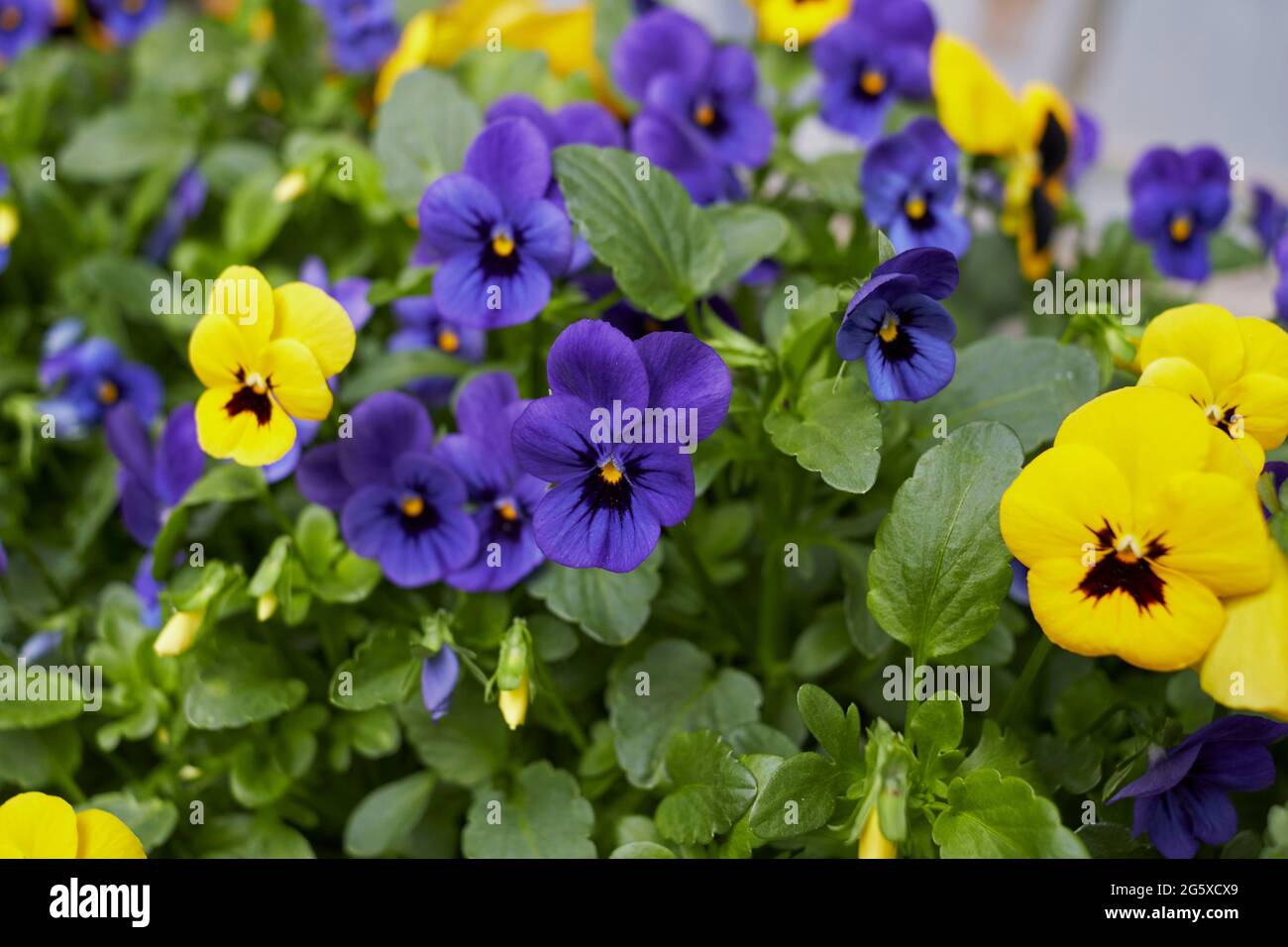 Viola williamsii fiori colorati Foto Stock