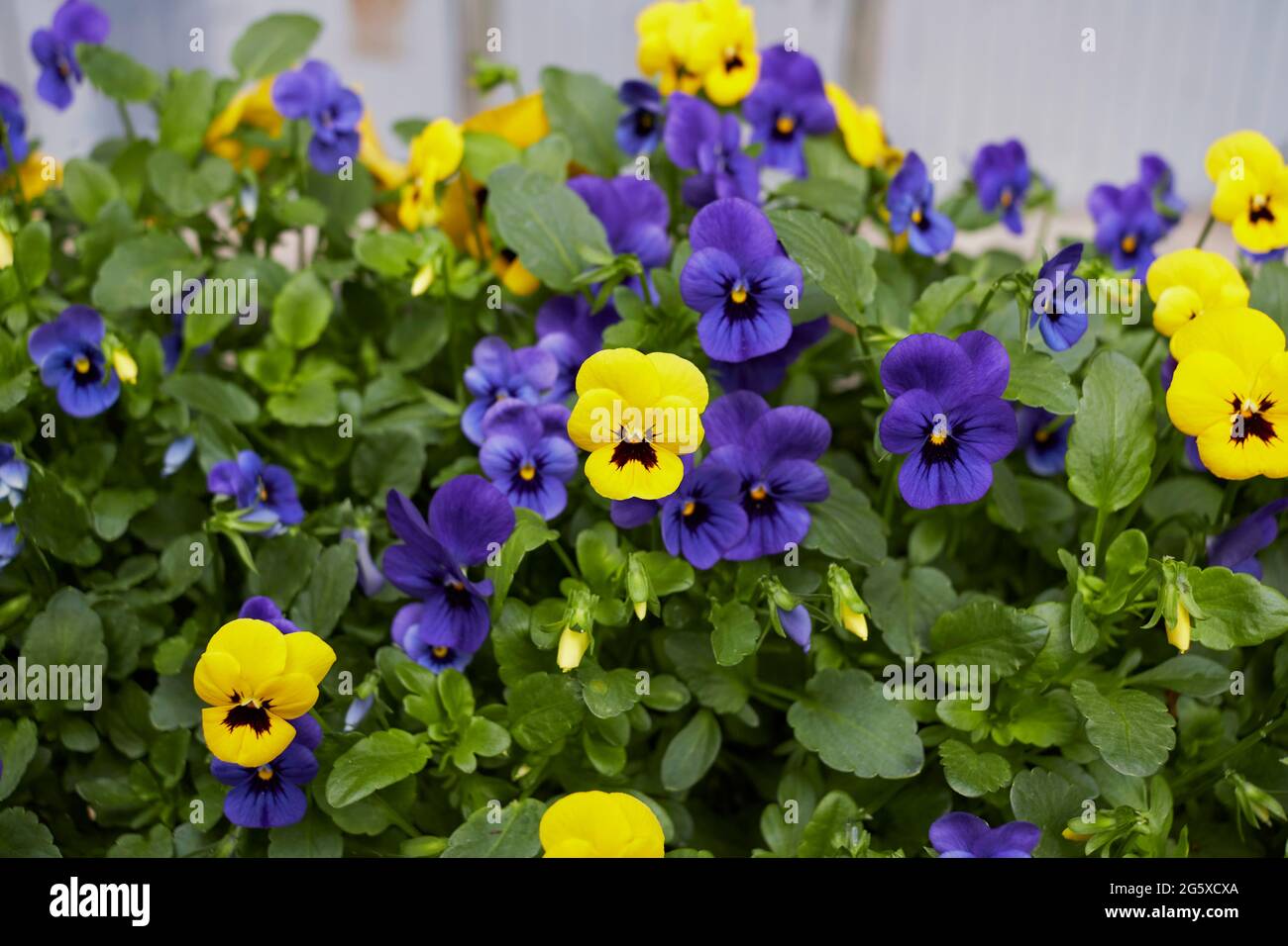 Viola williamsii fiori colorati Foto Stock