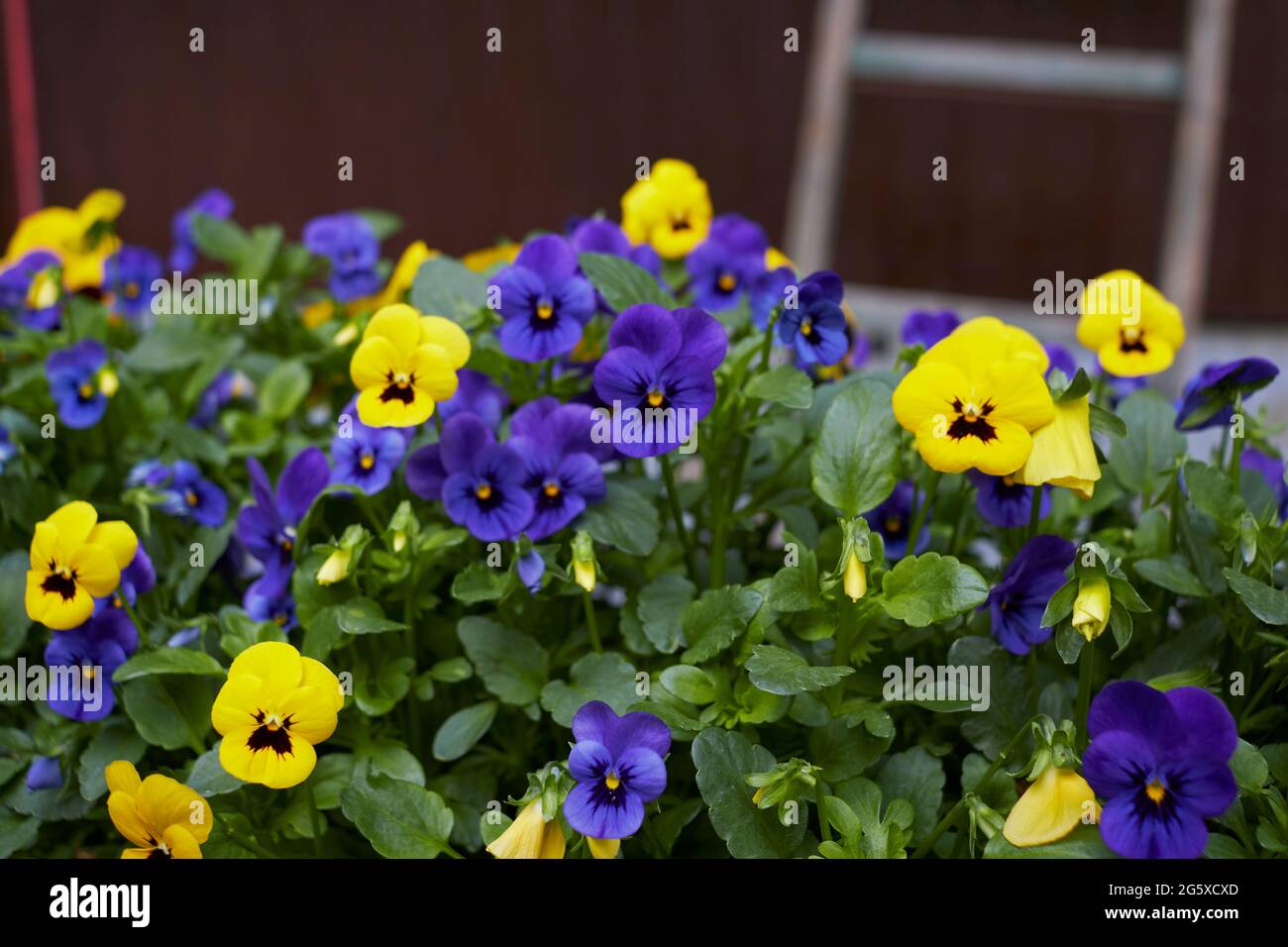 Viola williamsii fiori colorati Foto Stock