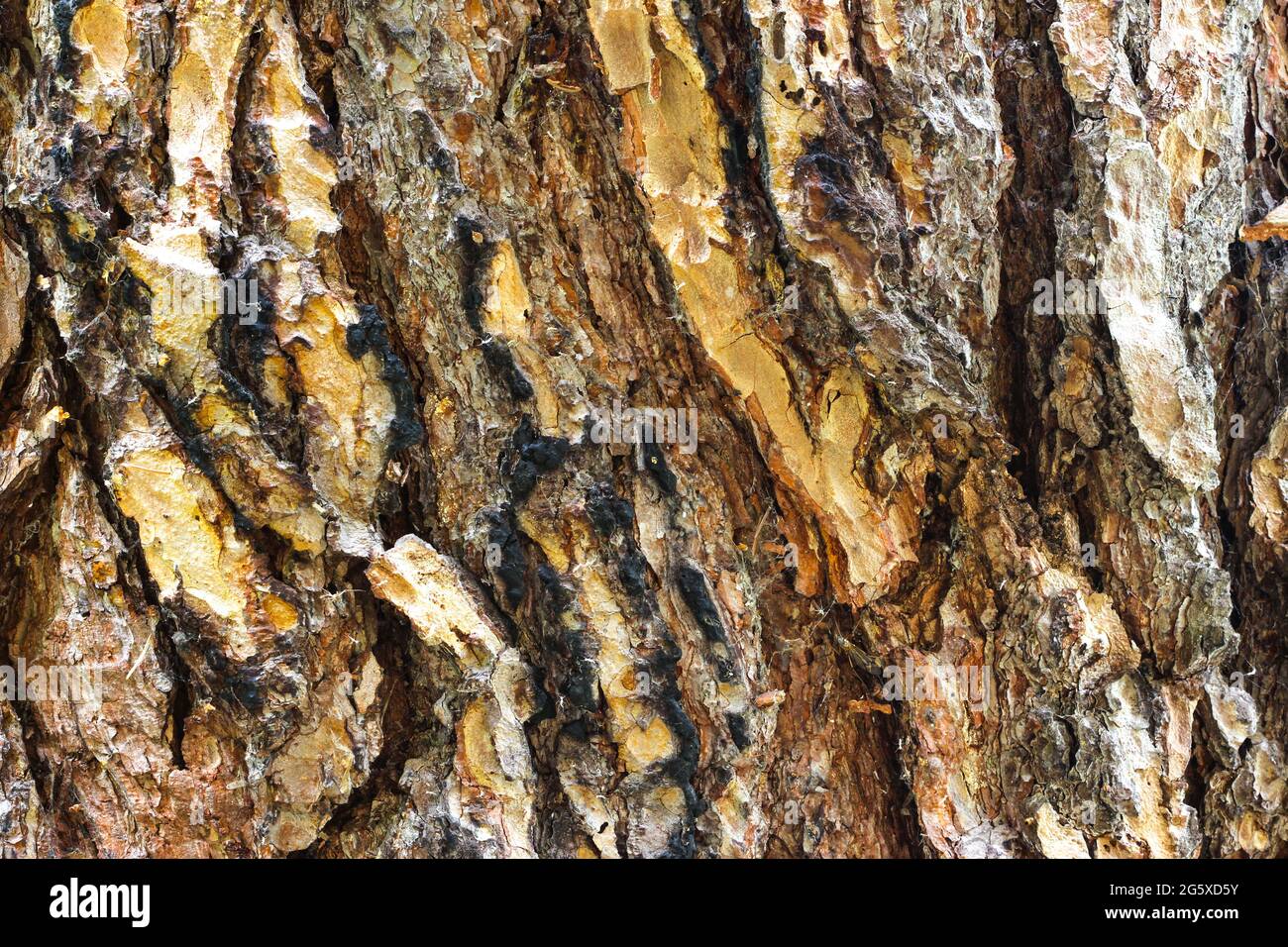 Struttura di corteccia di albero. Abbaio di albero, sfondo. Modello di tronco forestale. Foto Stock