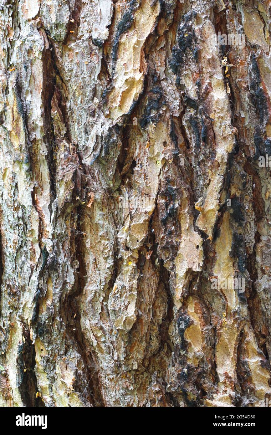 Struttura di corteccia di albero. Abbaio di albero, sfondo. Modello di tronco forestale. Foto Stock