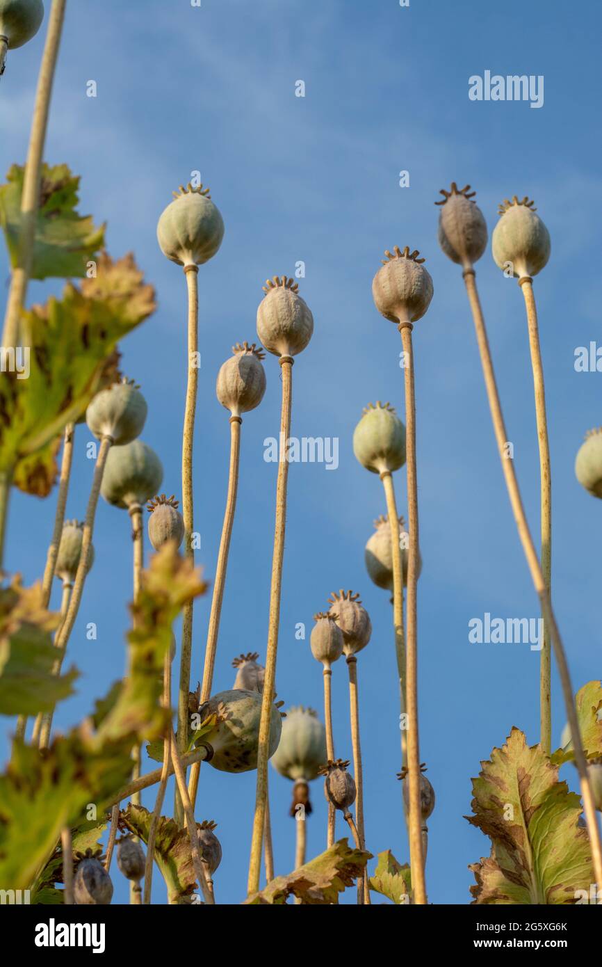 Il seme di papavero (papaver somniferum) si testa in estate. La pianta è anche conosciuta come Breadseed o papavero di Opium. Foto Stock