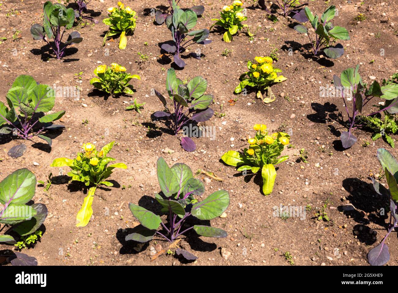 Piante in suolo che cresce Foto Stock