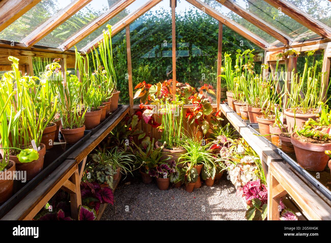 Interni Greenhouse, Winterbourne House and Gardens, Regno Unito Foto Stock