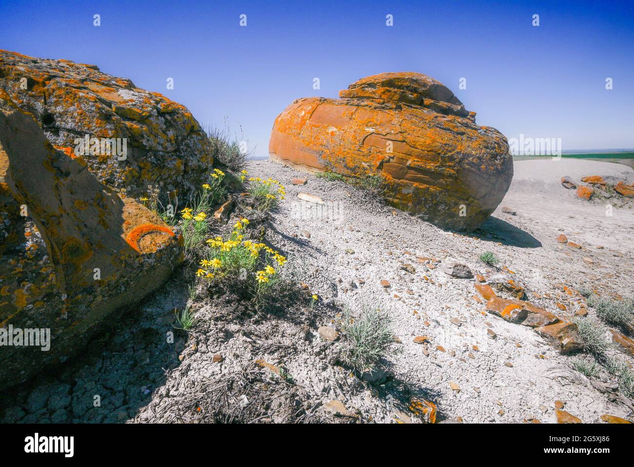 Formazioni rocciose sferoidali, Area Naturale di Coulee della roccia Rossa, Alberta, Canada Foto Stock