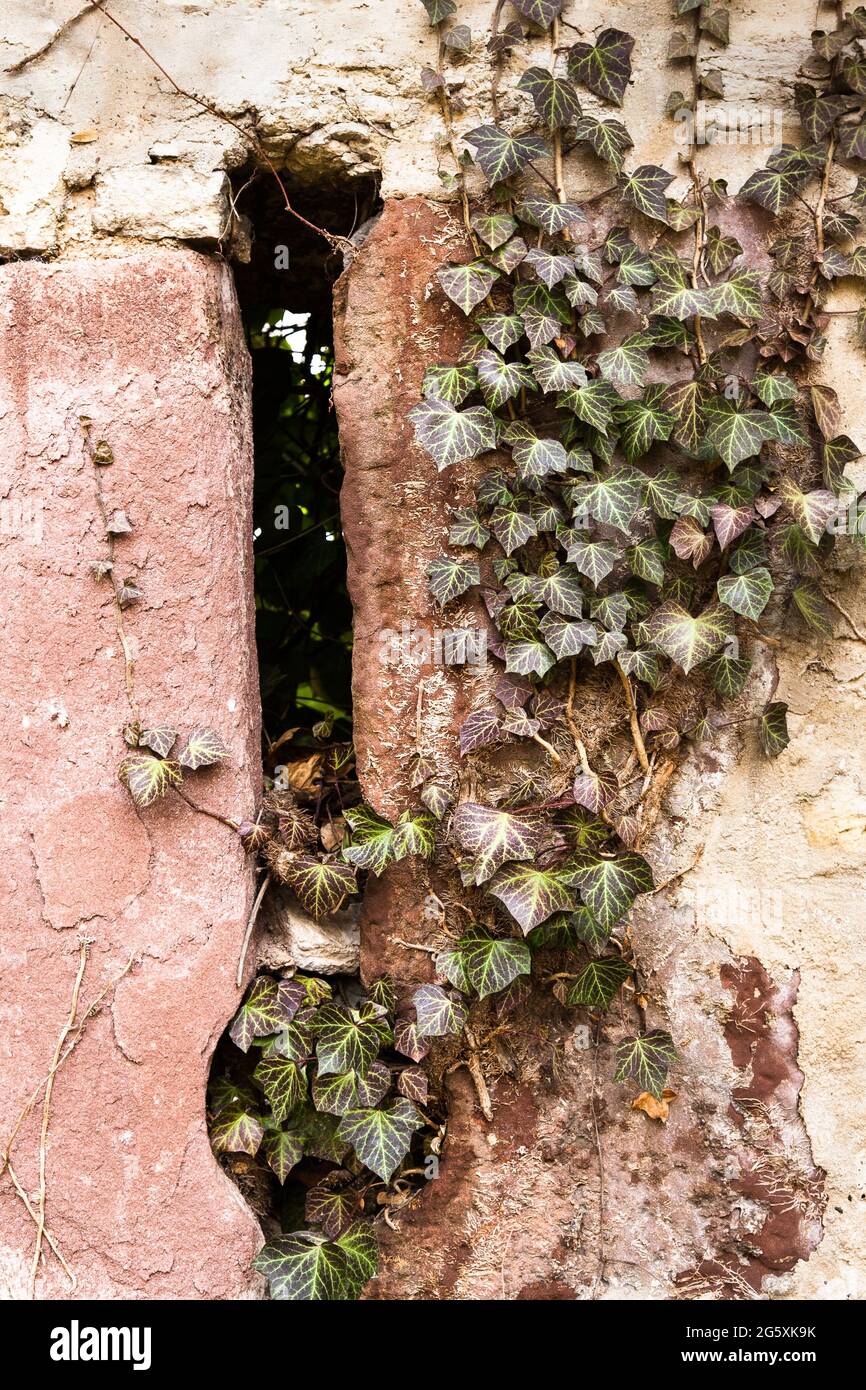 Ivy si spinse lungo un muro attraverso un'apertura nella pietra Foto Stock