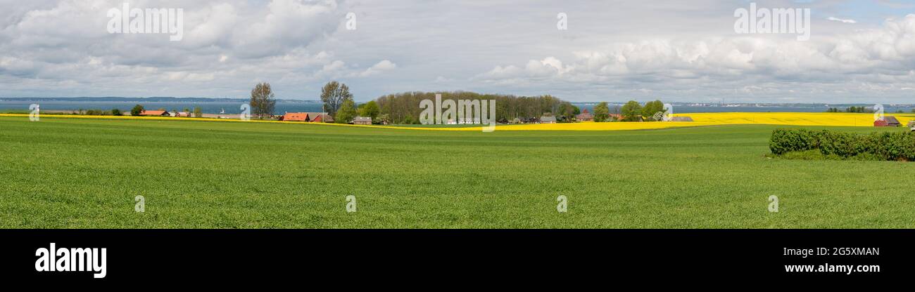Bellissimo paesaggio sull'isola di Ven nel Øresund tra la Danimarca e la Svezia a maggio con fiori di colza gialli Foto Stock