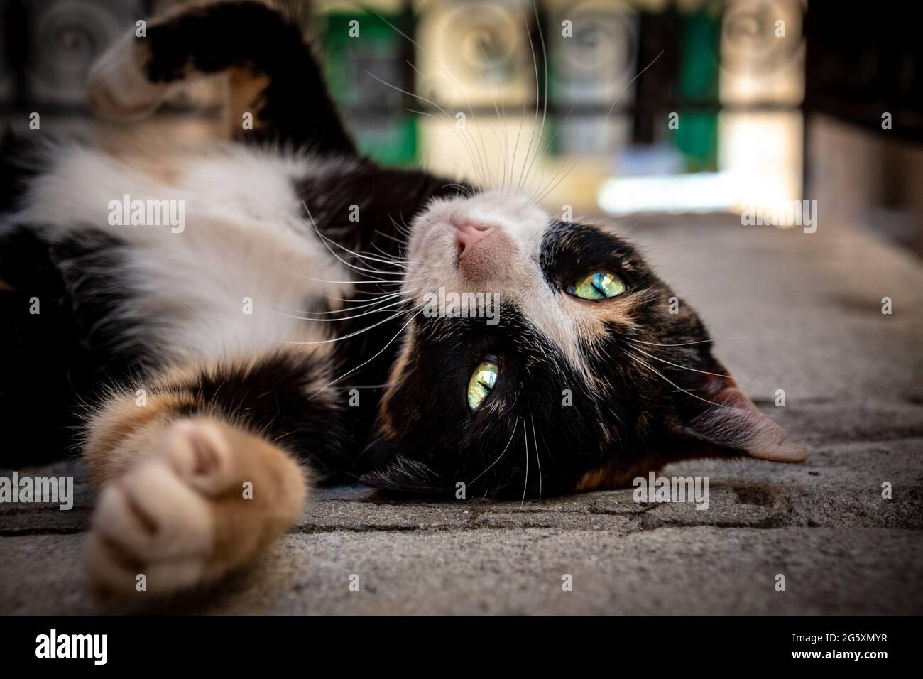 Agouti pelliccia colore gatto sdraiato sul terreno Foto Stock