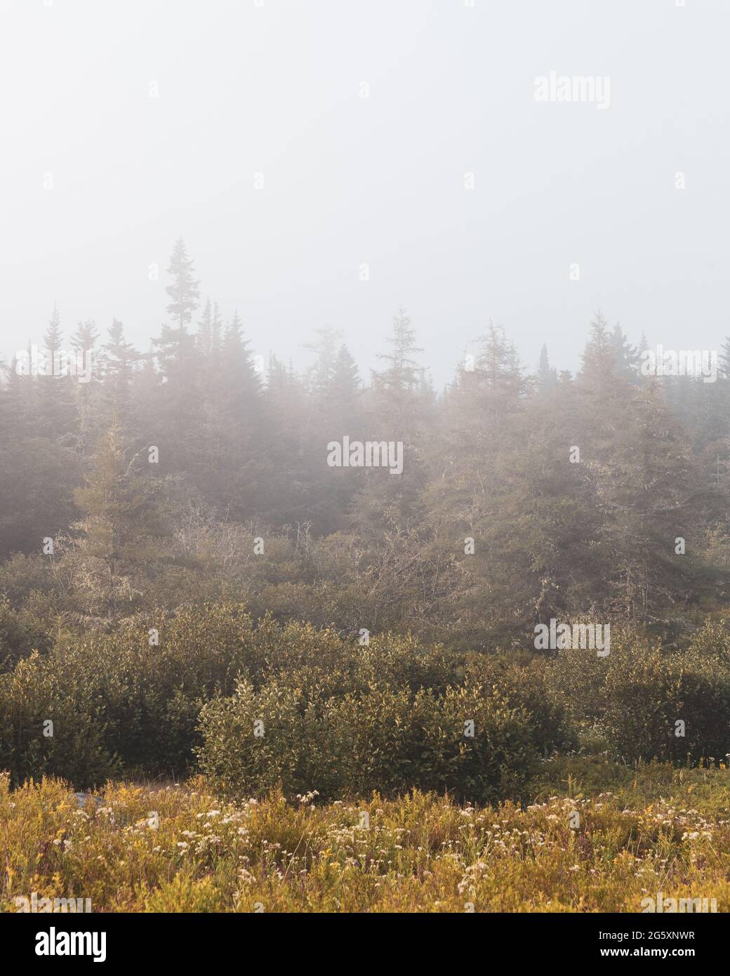 Alberi di pino nella nebbia, in Cutler, Maine Foto Stock