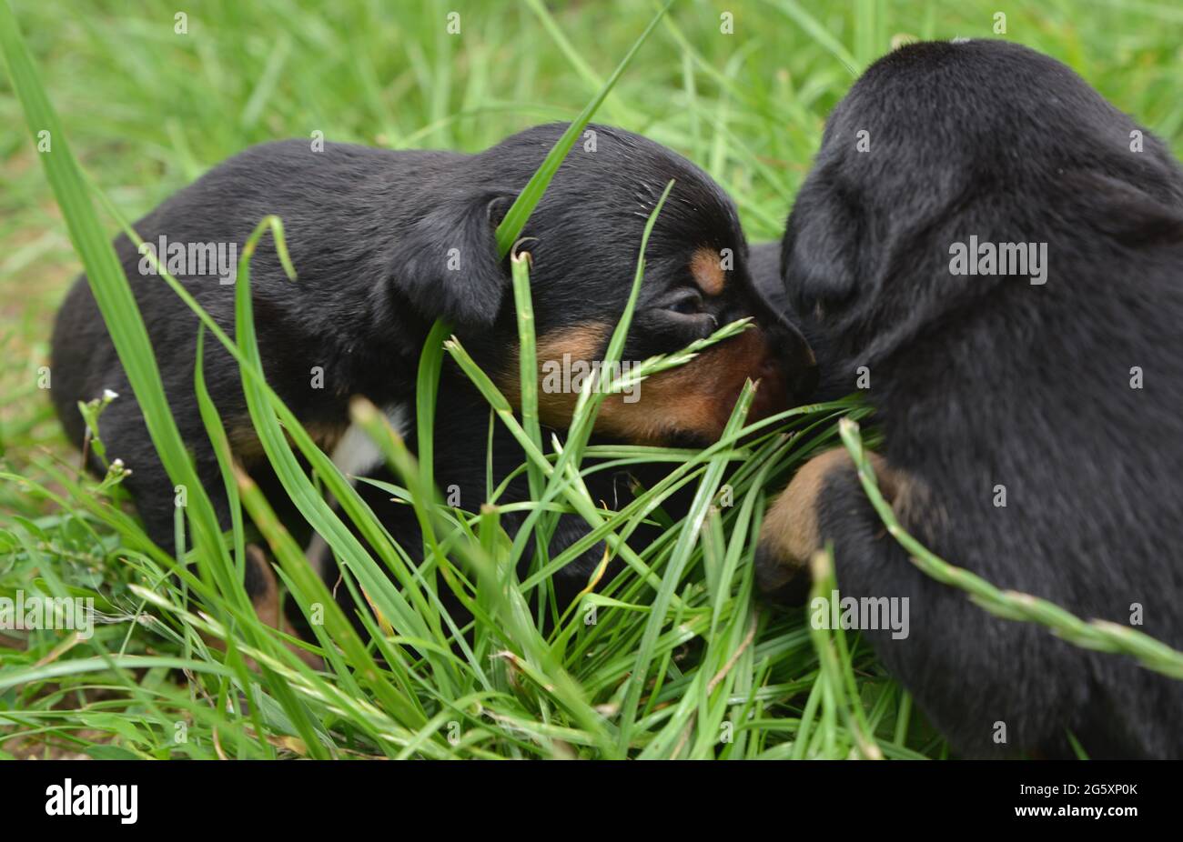 i cuccioli di 2 settimane si coccolano nella paglia e nel prato e scoprono il mondo Foto Stock