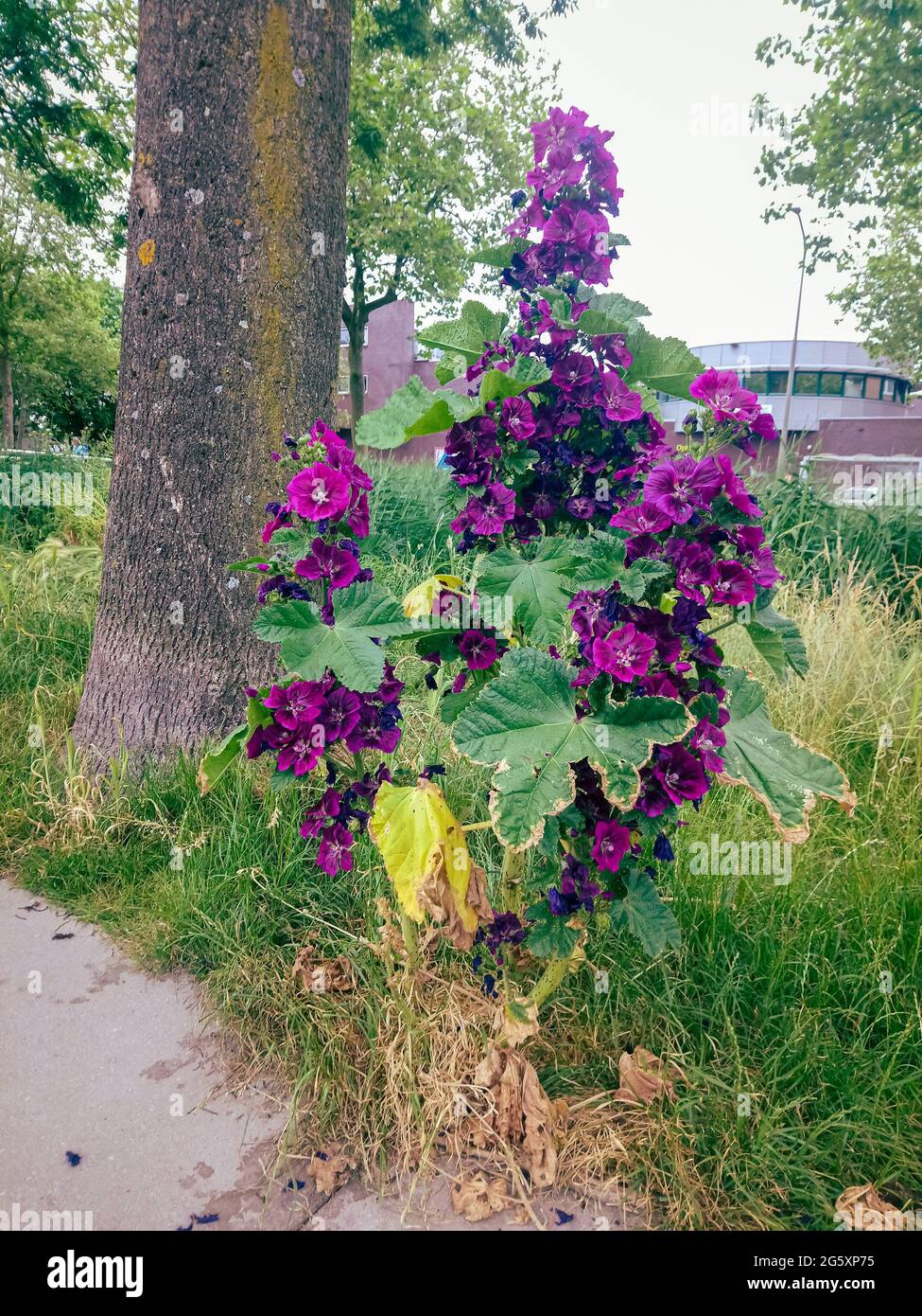 Fiori viola colorati di hollyhock (Alcea rosea) lungo la strada Foto Stock