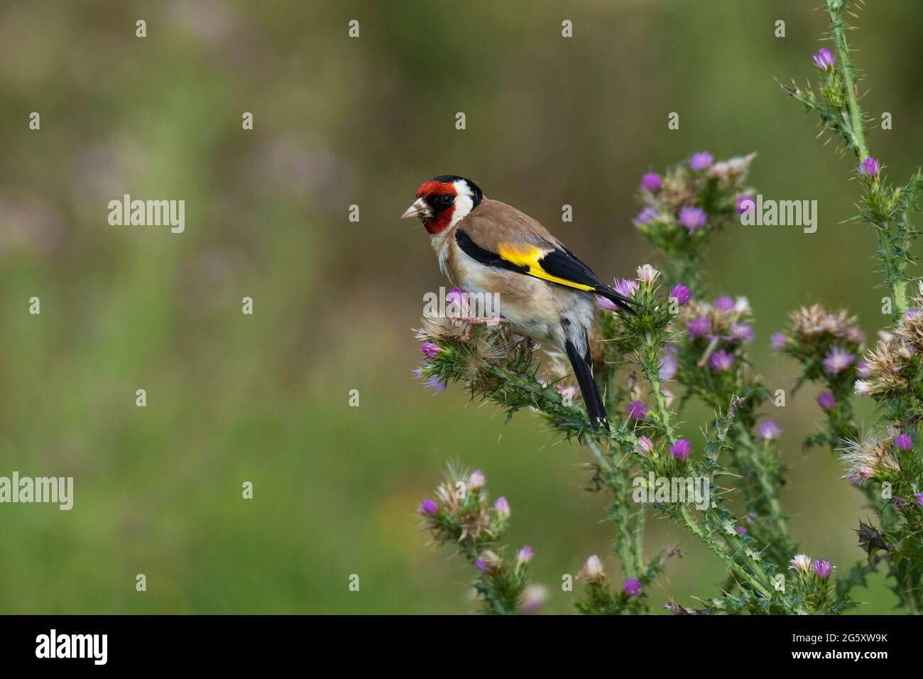 Goldfinch- Carduelis carduelis si nutre di Viper's-bugloss-Echium vulgare Foto Stock