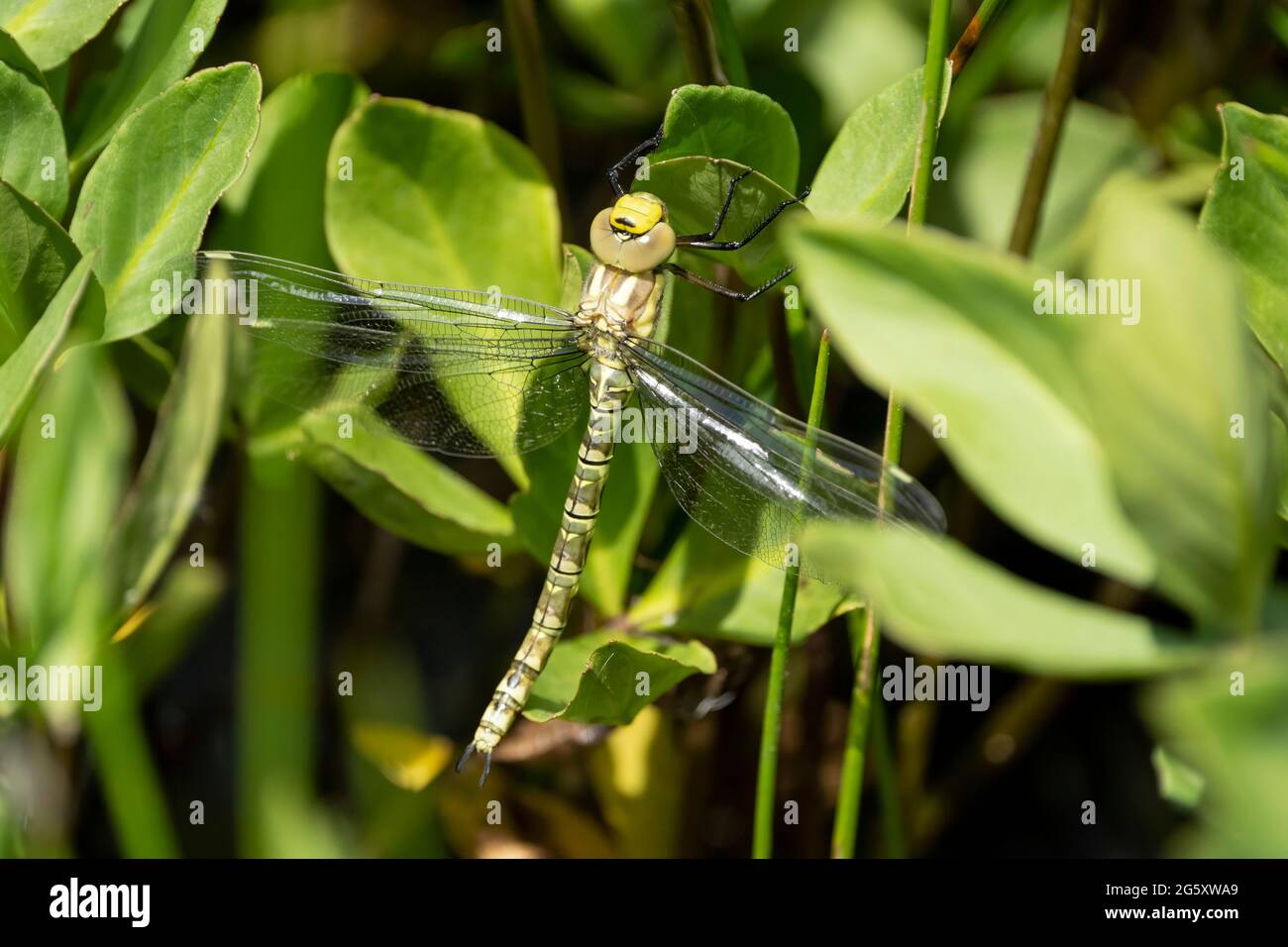 Dragonfly Imperatore - femmina (imperatore Anax) preso a Forest Farm Nature Reserve, Cardiff Foto Stock