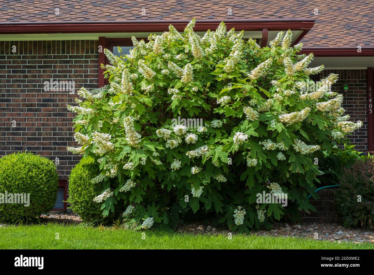 Oakleaf hydrangea, Hydrangea quercifolia, con grandi fioriture bianche situato in un paesaggio di fronte a una casa di mattoni. Kansas, Stati Uniti. Foto Stock