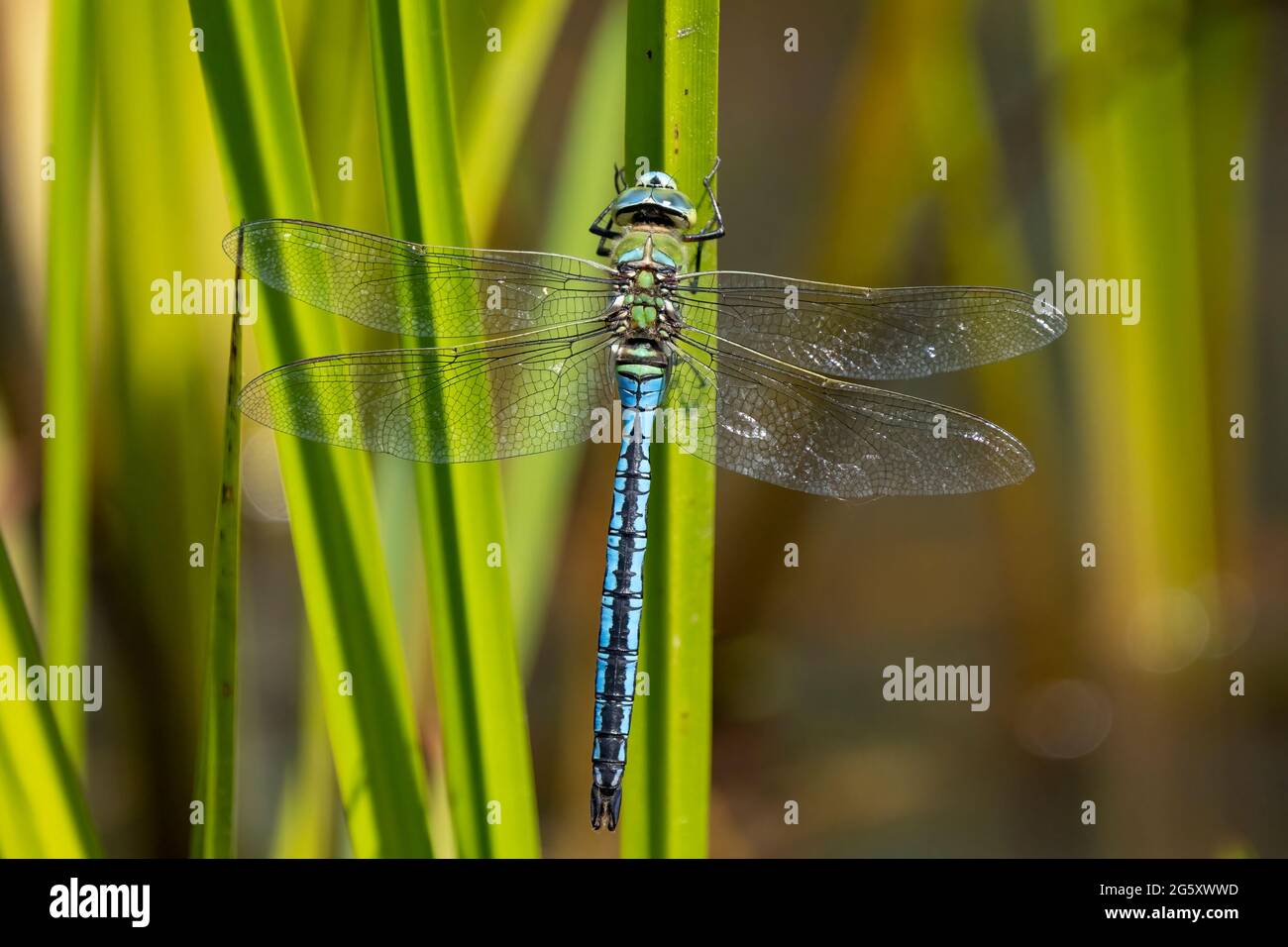 Dragonfly Imperatore - maschio (imperatore Anax) preso a Forest Farm Nature Reserve, Cardiff Foto Stock