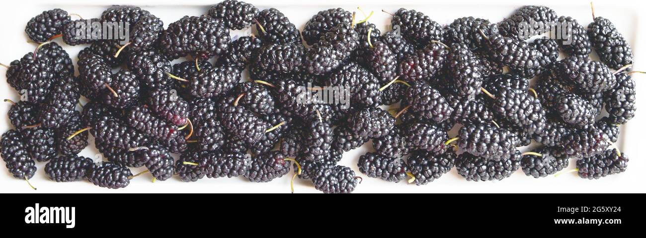 Sfondo Mulberry per lo spazio del logo Foto Stock