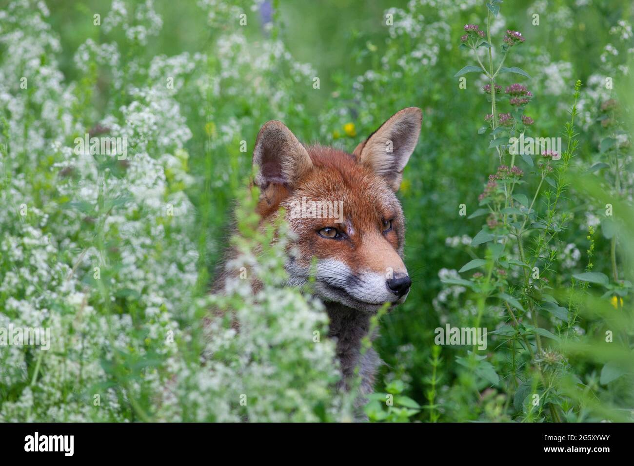 Clapham, Londra, 30 giugno 2021: Una volpe urbana in un prato di fiori selvatici di un giardino suburbano a Clapham sedette per il suo ritratto prima di curarsi e tornare a dormire. I piani del fotografo per fotografare i fiori selvatici sono stati aggiornati. Credit: Anna Watson/Alamy Live News Foto Stock