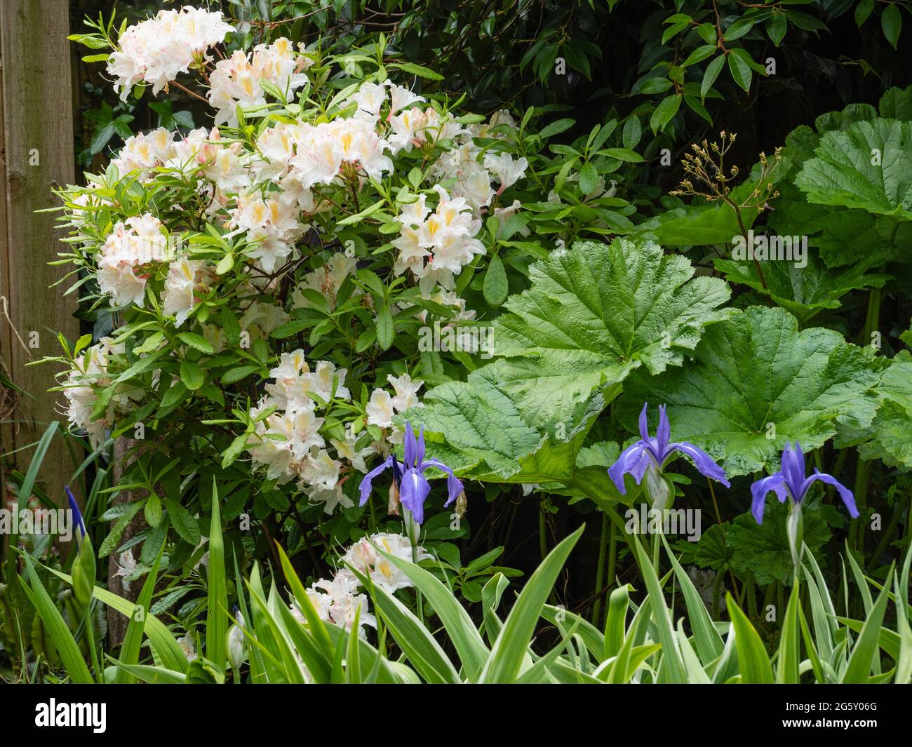 Interesse di primavera in un Plymout, Devon, giardino britannico con Darmera peltata, Rhododendron 'Exquisetum' e Iris laevigata 'variegata' Foto Stock