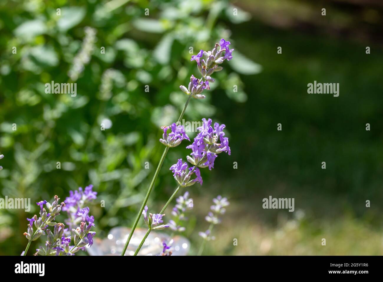 Questa immagine mostra una vista ravvicinata dei fiori di lavanda inglese viola (Lavandula angustifolia) in un giardino ornamentale soleggiato. Foto Stock