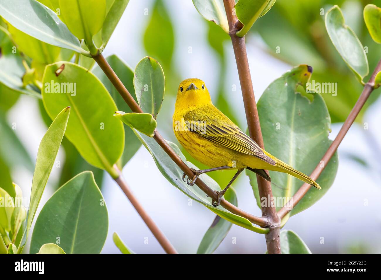 Warbler giallo americano, Setophaga petechia, maschio singolo adulto appollaiato in albero, Cayo Coco, Cuba Foto Stock