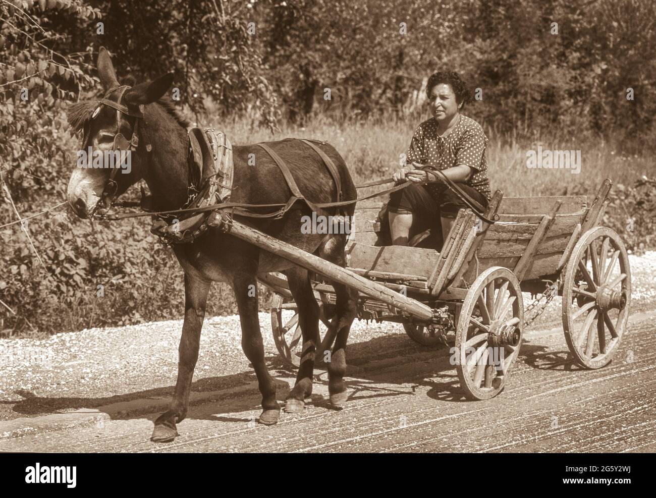 RUSE, BULGARIA - Roma donna in mule cart su strada vicino Borovo. Foto Stock