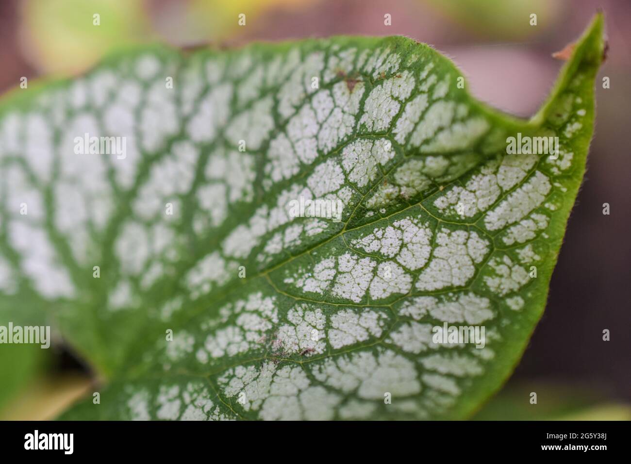 Natura cuore foglia primo piano Foto Stock