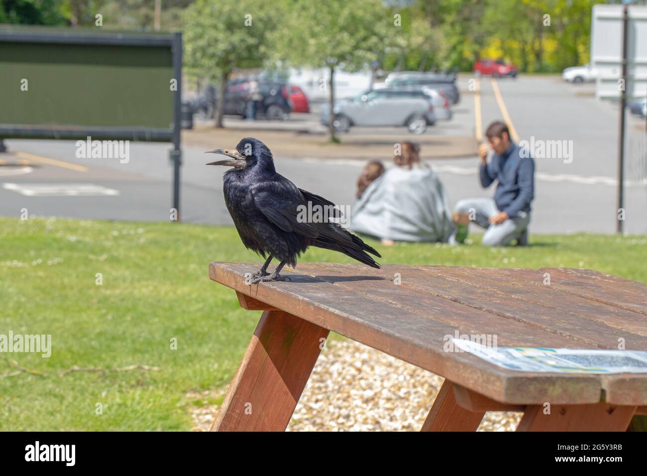 Rook (Corvus frugilegus). In piedi su un tavolo da picnic e chiamando, presso una stazione di servizio autostradale, in attesa di raccogliere e raccogliere rifiuti alimentari che può b Foto Stock