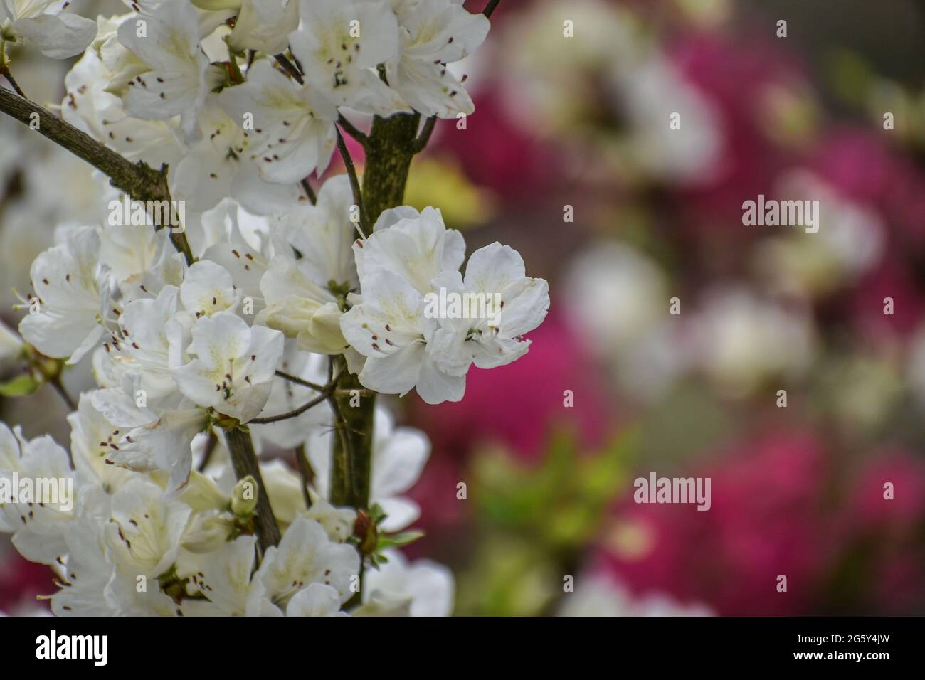Fiori bianchi Azalee contro sfondo sfocato Foto Stock