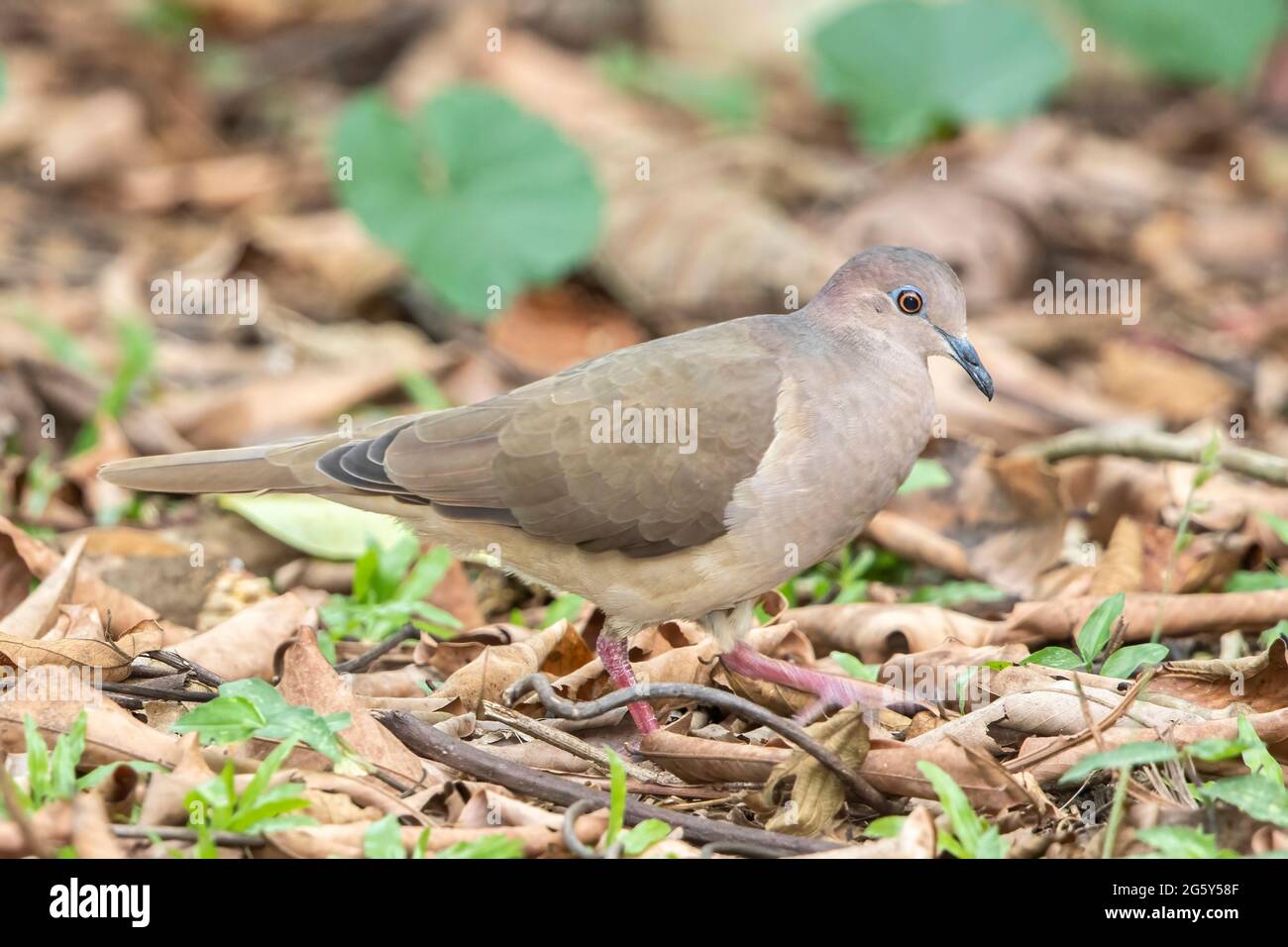 Piccione pallido-ventilato, Patagioenas cayennensis, uccello singolo che cammina a terra, San Jose, Costa Rica Foto Stock