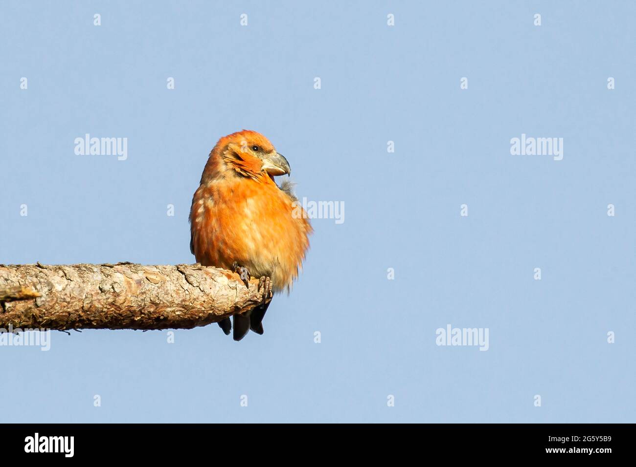 parrot crossbill, Loxia pytyopsittacus, uccello singolo arroccato su ramo di albero, Norfolk, Regno Unito Foto Stock