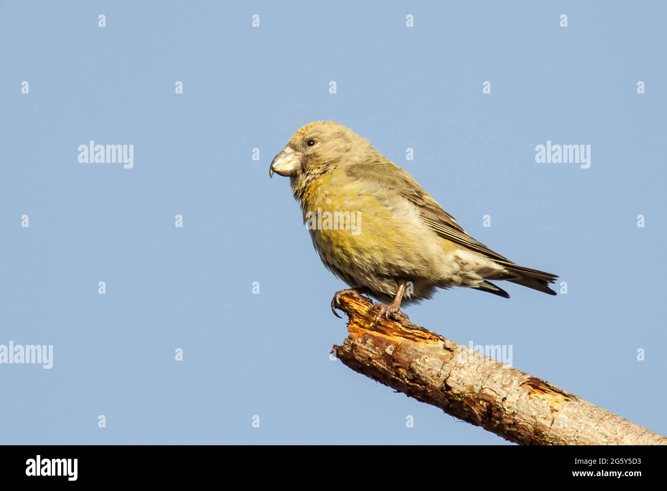parrot crossbill, Loxia pytyopsittacus, uccello singolo arroccato su ramo di albero, Norfolk, Regno Unito Foto Stock