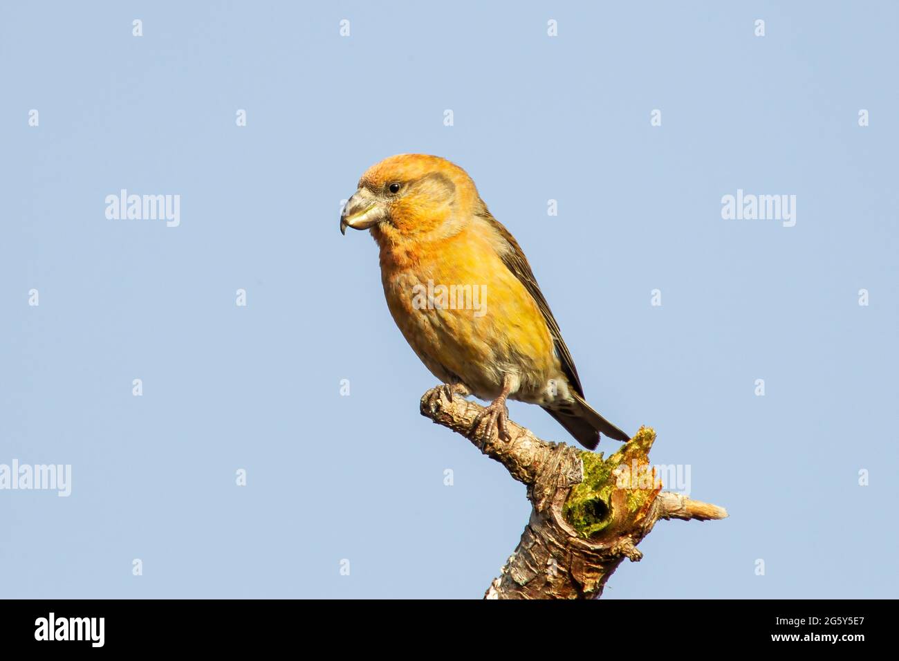parrot crossbill, Loxia pytyopsittacus, uccello singolo arroccato su ramo di albero, Norfolk, Regno Unito Foto Stock