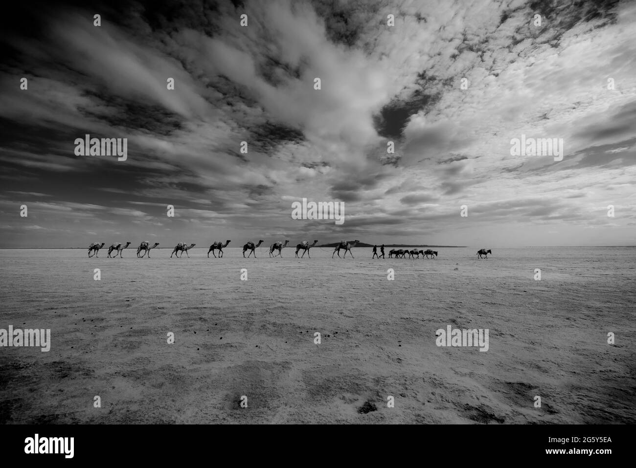 Cammelli caravan sul lago karum in bianco e nero Foto Stock